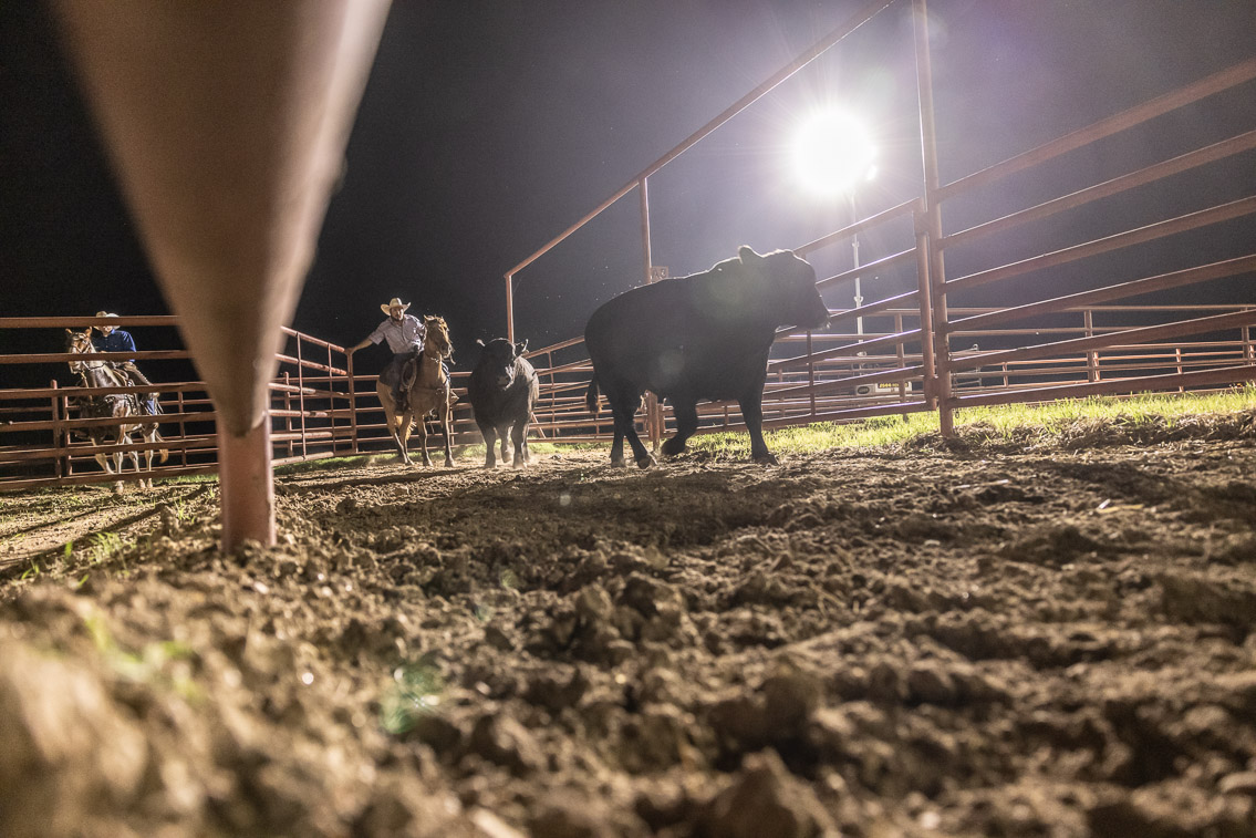 44Farms_Cameron_FallBullSale_Oct2021-523808