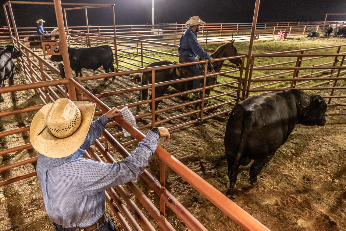 44Farms_Cameron_FallBullSale_Oct2021-524220