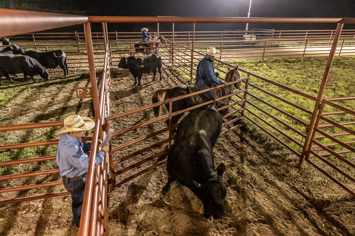 44Farms_Cameron_FallBullSale_Oct2021-524326