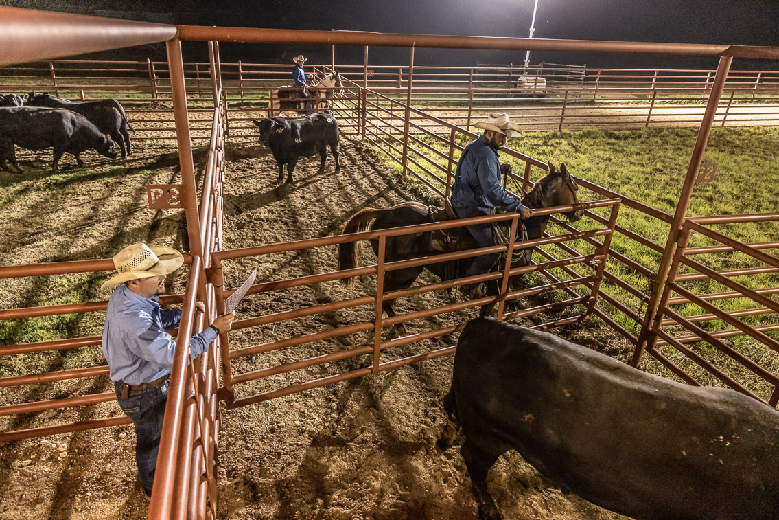 44Farms_Cameron_FallBullSale_Oct2021-524328