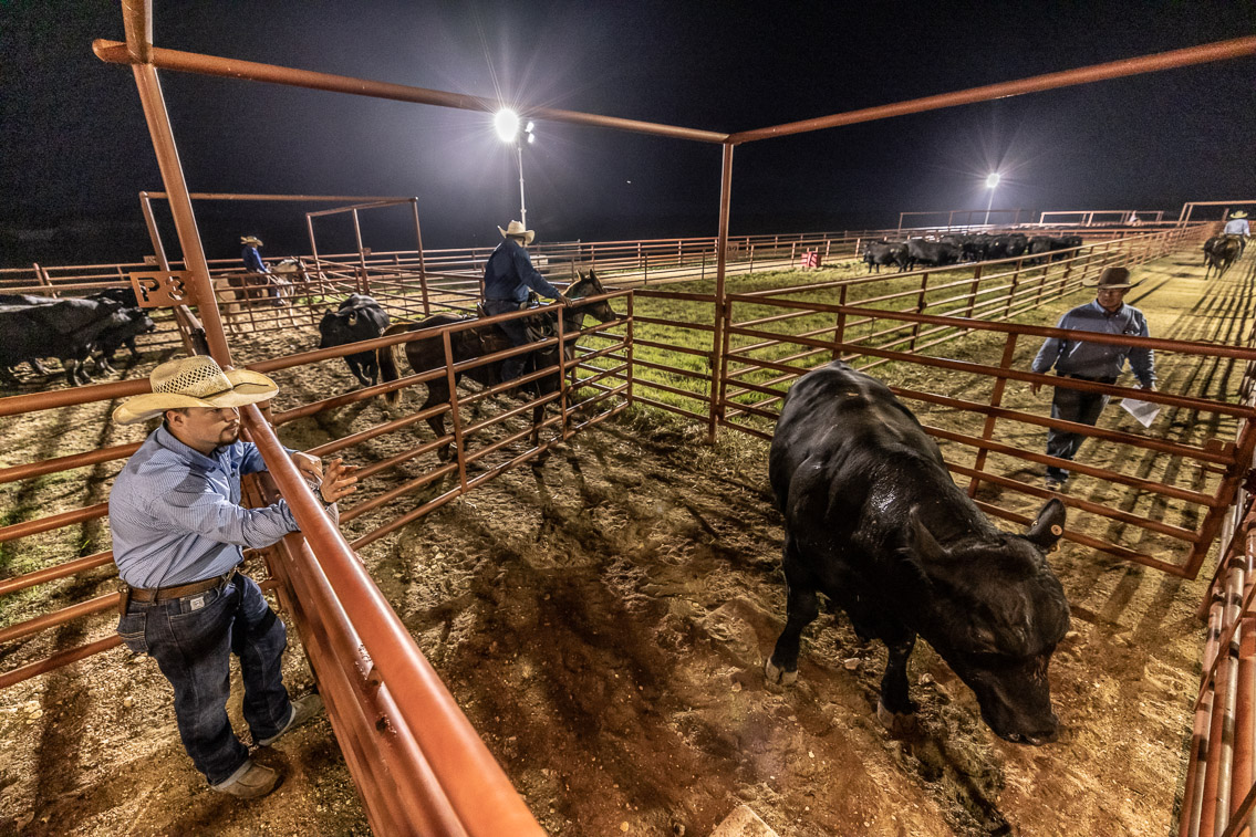 44Farms_Cameron_FallBullSale_Oct2021-524499