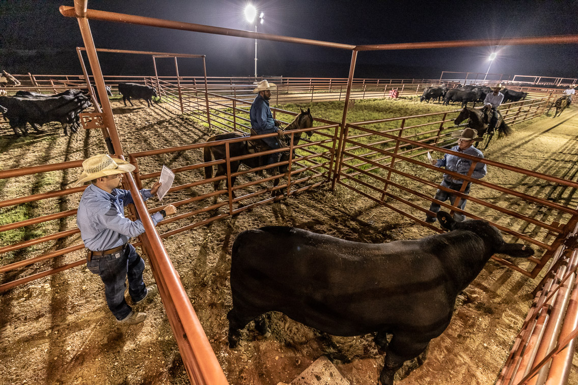 44Farms_Cameron_FallBullSale_Oct2021-524514