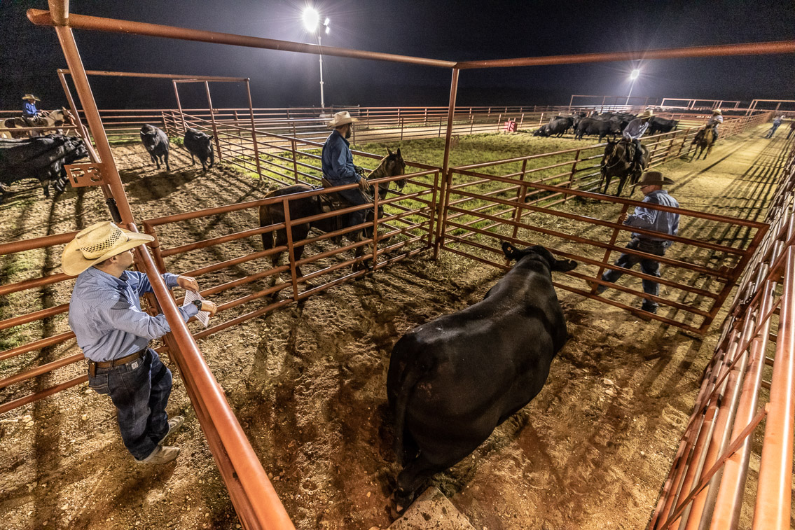 44Farms_Cameron_FallBullSale_Oct2021-524516
