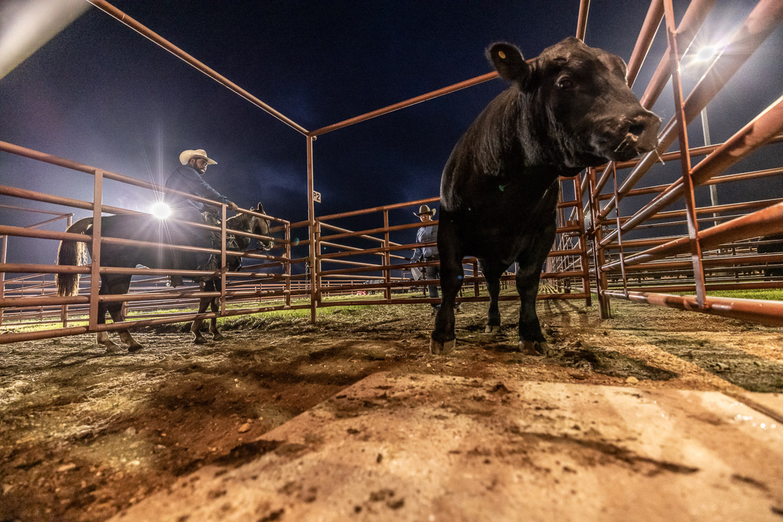 44Farms_Cameron_FallBullSale_Oct2021-524549