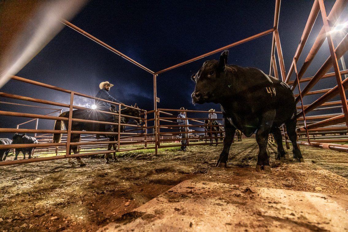 44Farms_Cameron_FallBullSale_Oct2021-524554