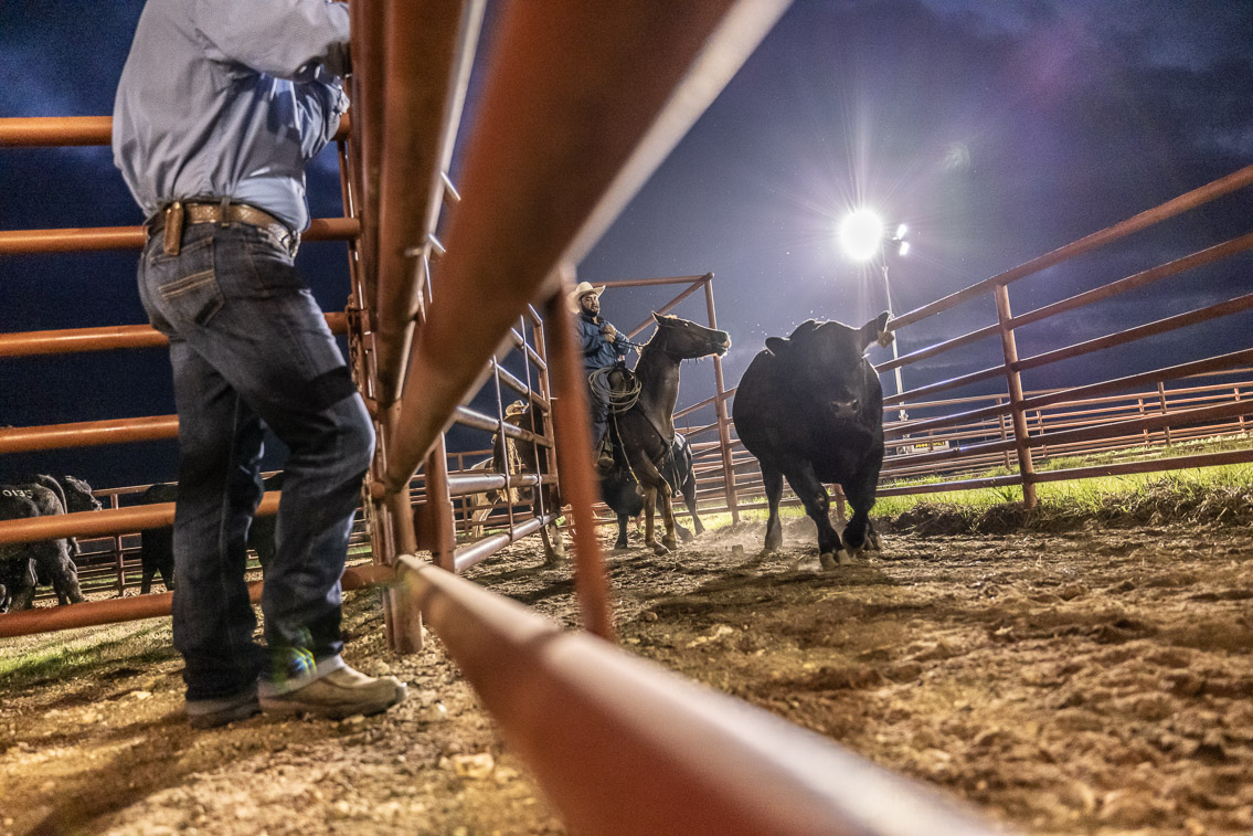 44Farms_Cameron_FallBullSale_Oct2021-524584