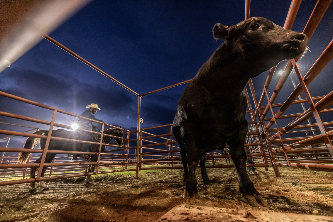 44Farms_Cameron_FallBullSale_Oct2021-524628