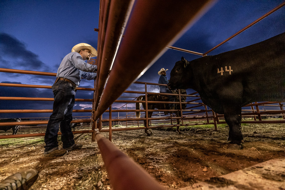 44Farms_Cameron_FallBullSale_Oct2021-524710