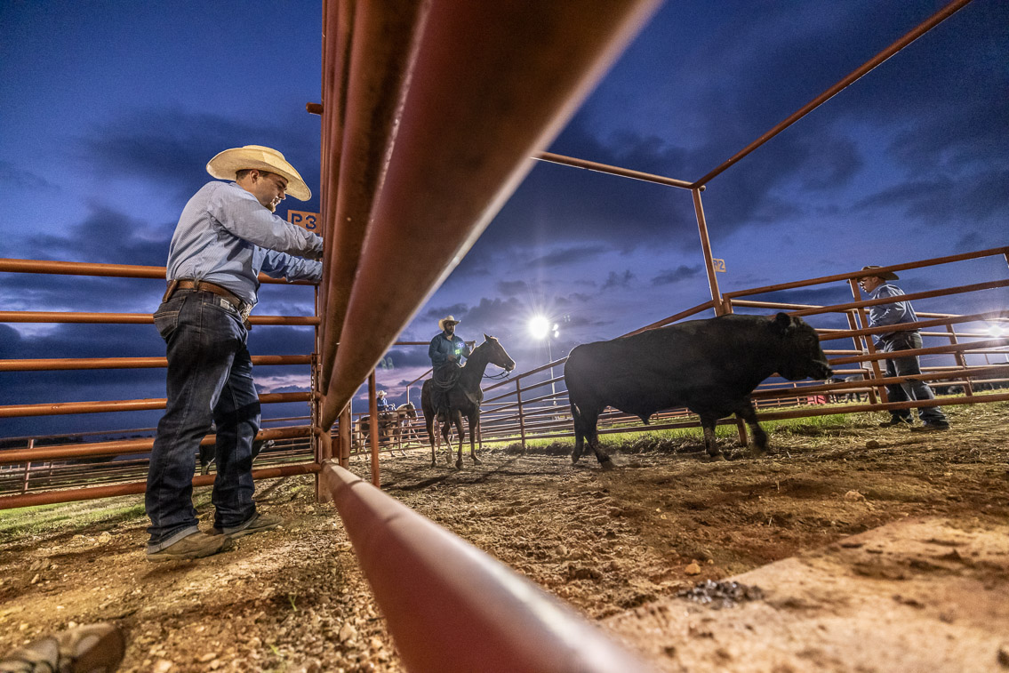 44Farms_Cameron_FallBullSale_Oct2021-524739