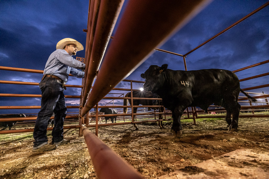 44Farms_Cameron_FallBullSale_Oct2021-524802