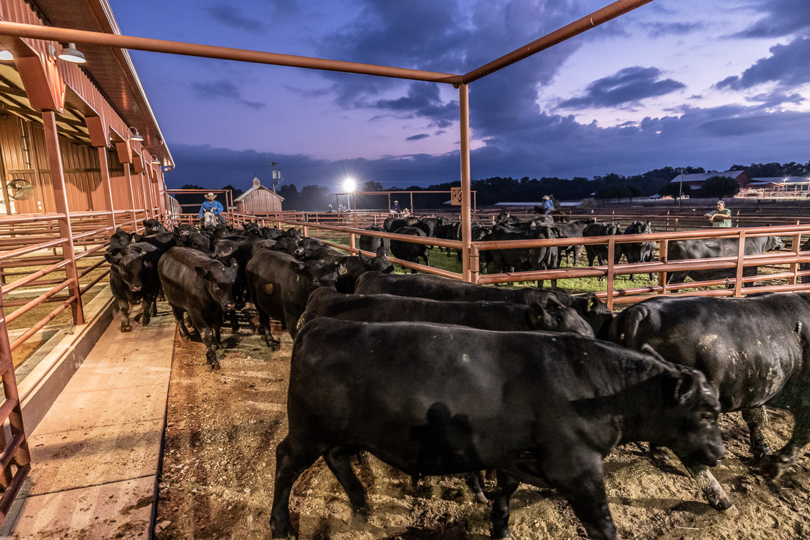 44Farms_Cameron_FallBullSale_Oct2021-524938