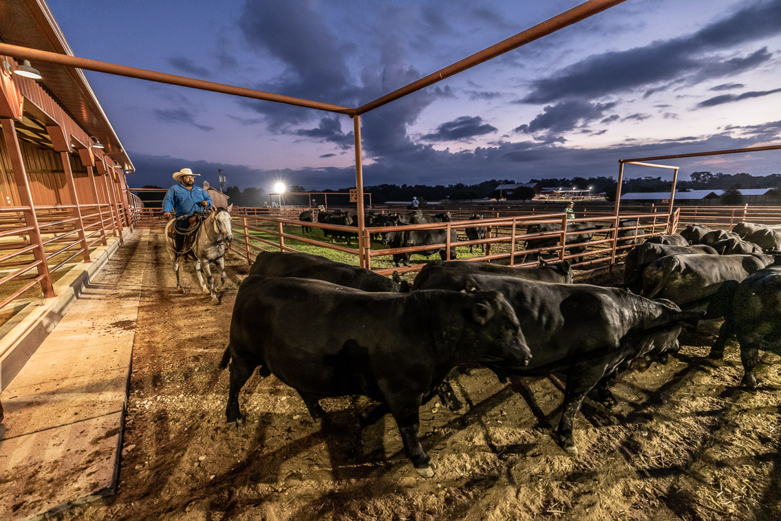 44Farms_Cameron_FallBullSale_Oct2021-524969
