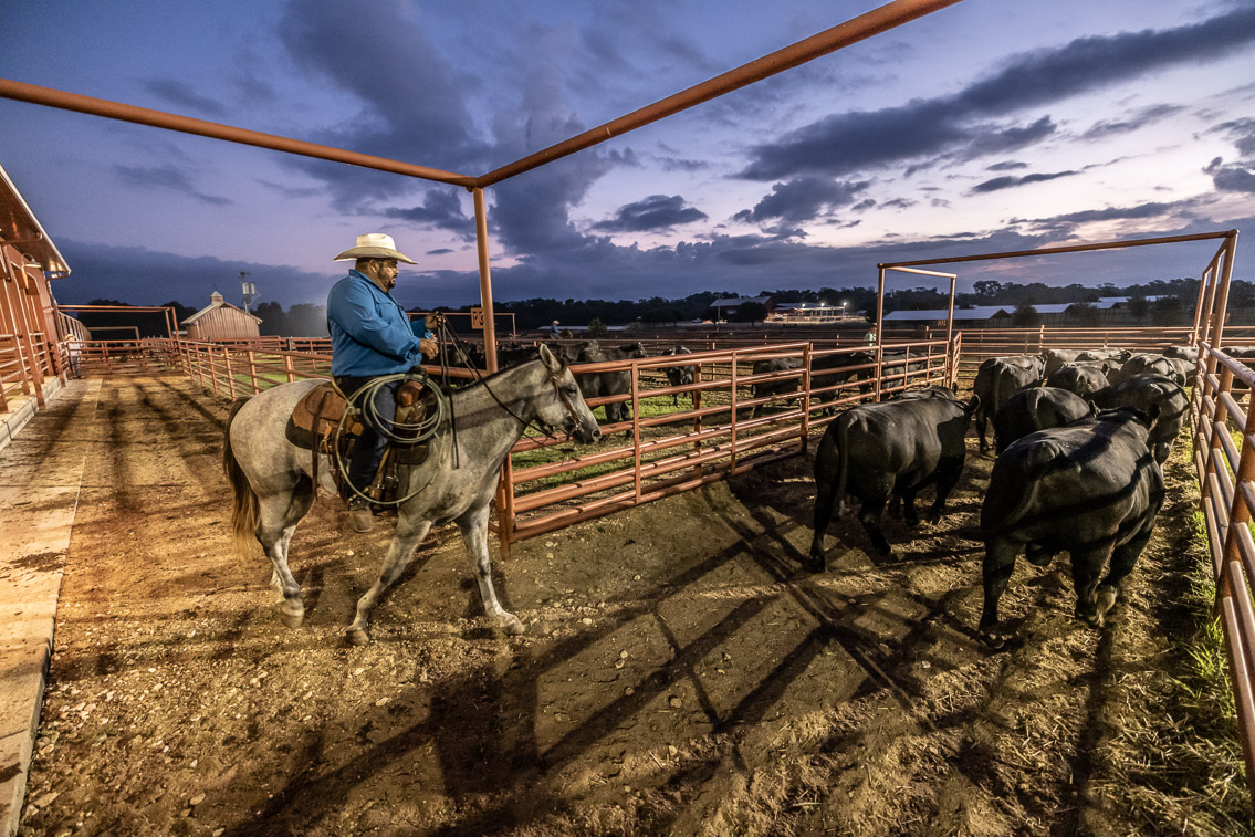 44Farms_Cameron_FallBullSale_Oct2021-524978
