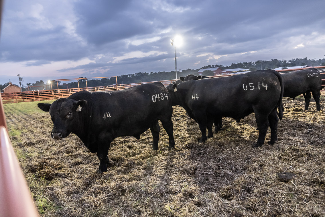 44Farms_Cameron_FallBullSale_Oct2021-525058