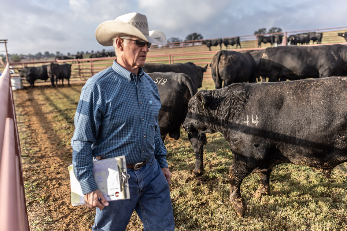 44Farms_Cameron_FallBullSale_Oct2021-525089
