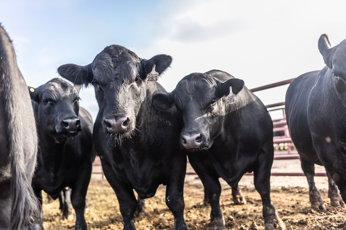 44Farms_Cameron_FallBullSale_Oct2021-525155