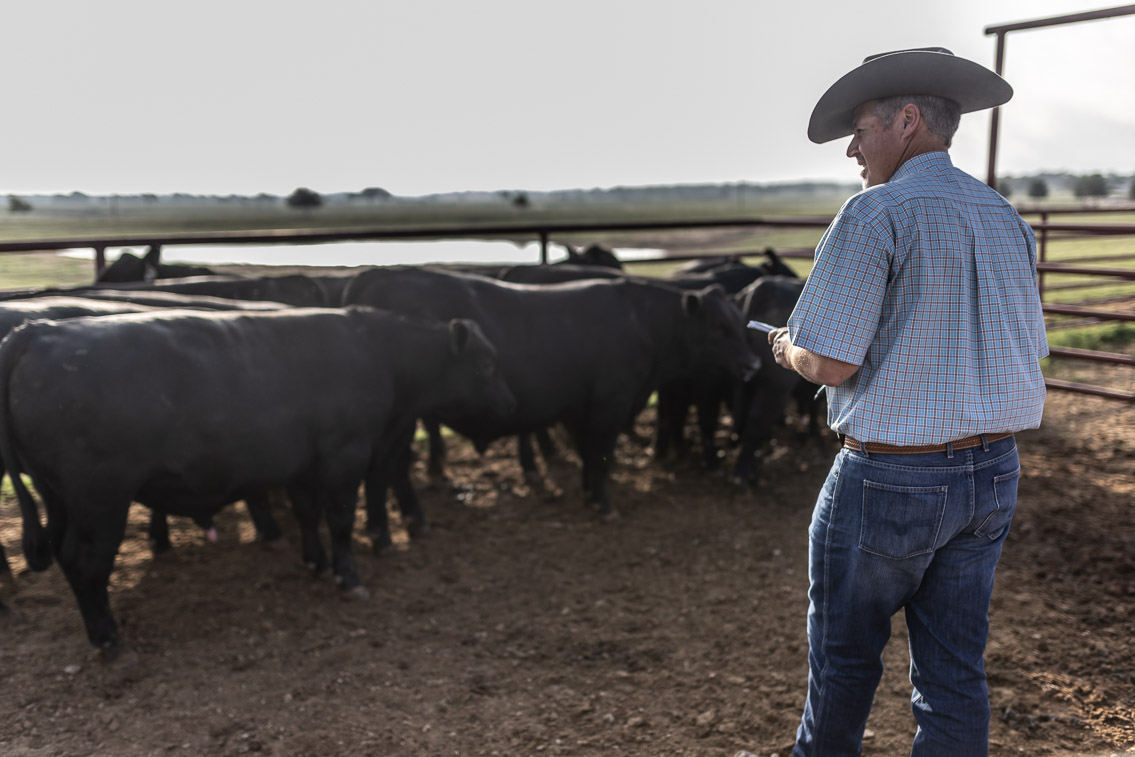 44Farms_Cameron_FallBullSale_Oct2021-525176