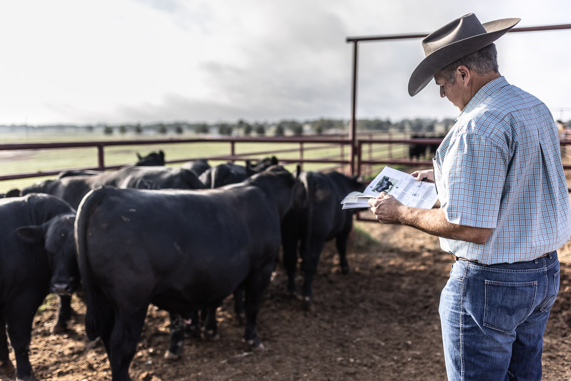 44Farms_Cameron_FallBullSale_Oct2021-525188