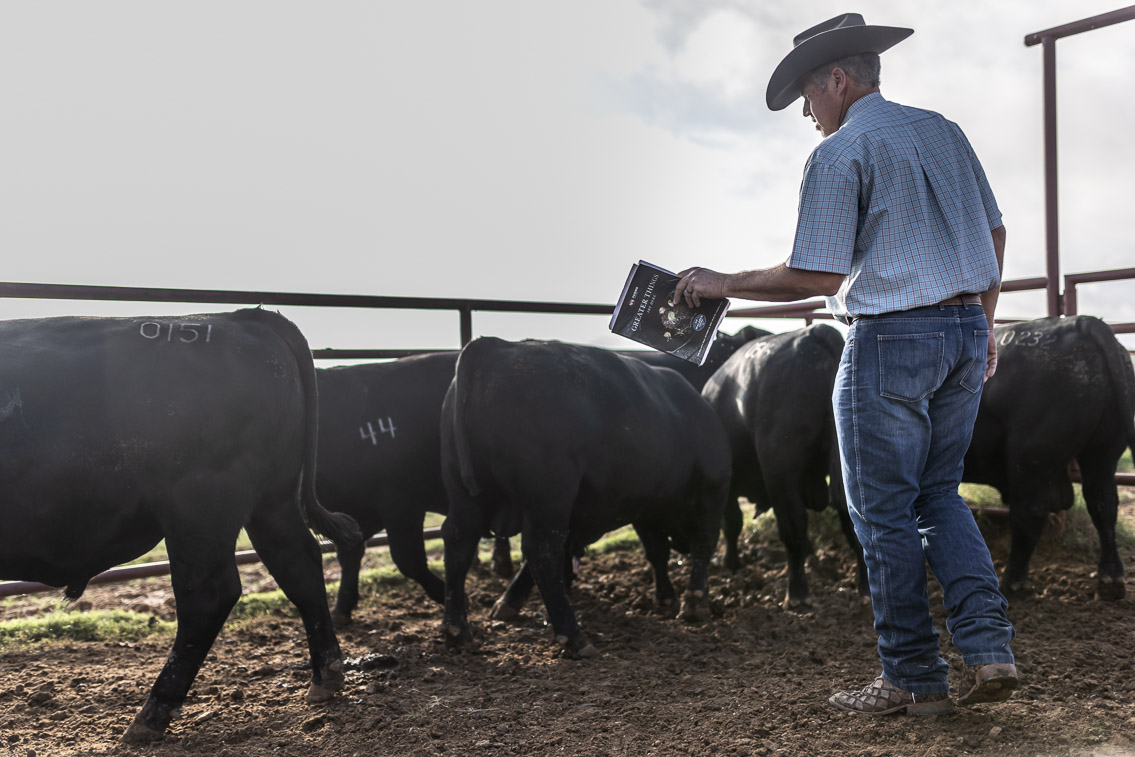 44Farms_Cameron_FallBullSale_Oct2021-525199