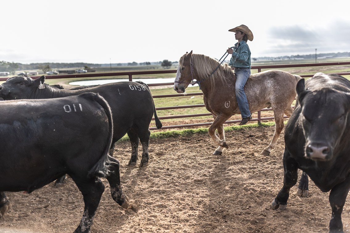 44Farms_Cameron_FallBullSale_Oct2021-525469