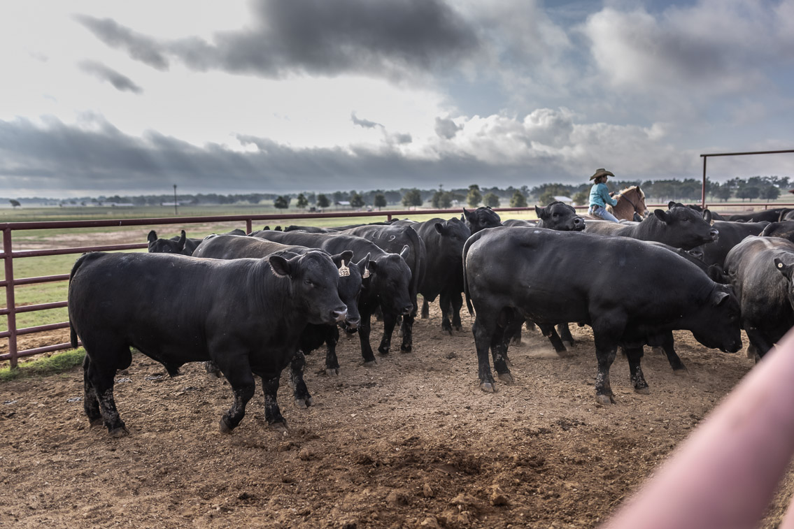 44Farms_Cameron_FallBullSale_Oct2021-525484