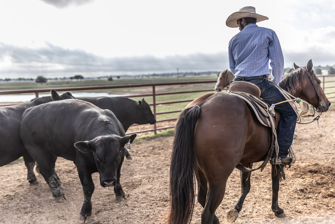 44Farms_Cameron_FallBullSale_Oct2021-525530