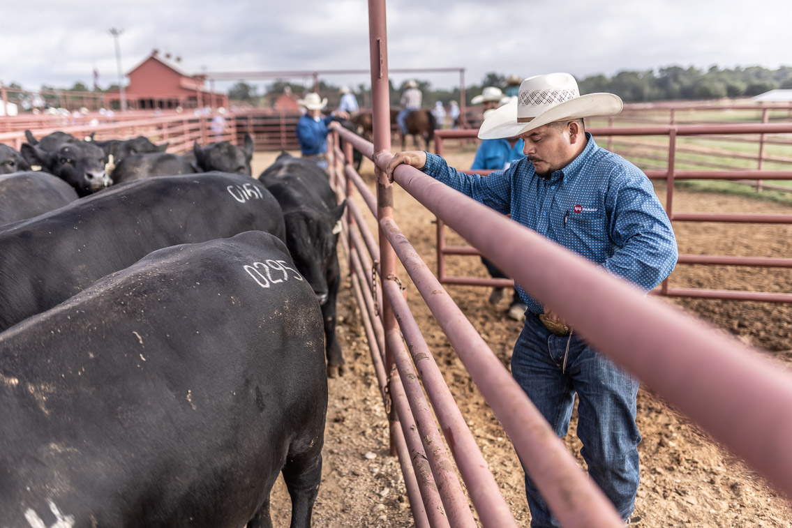 44Farms_Cameron_FallBullSale_Oct2021-525592