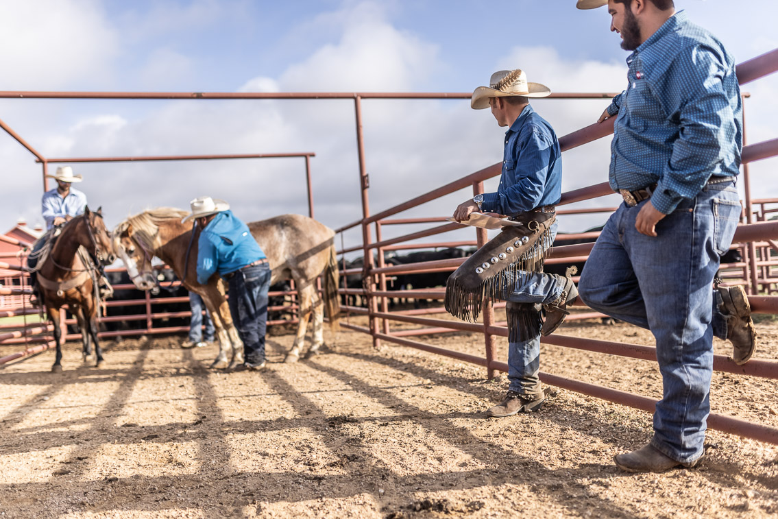 44Farms_Cameron_FallBullSale_Oct2021-525688
