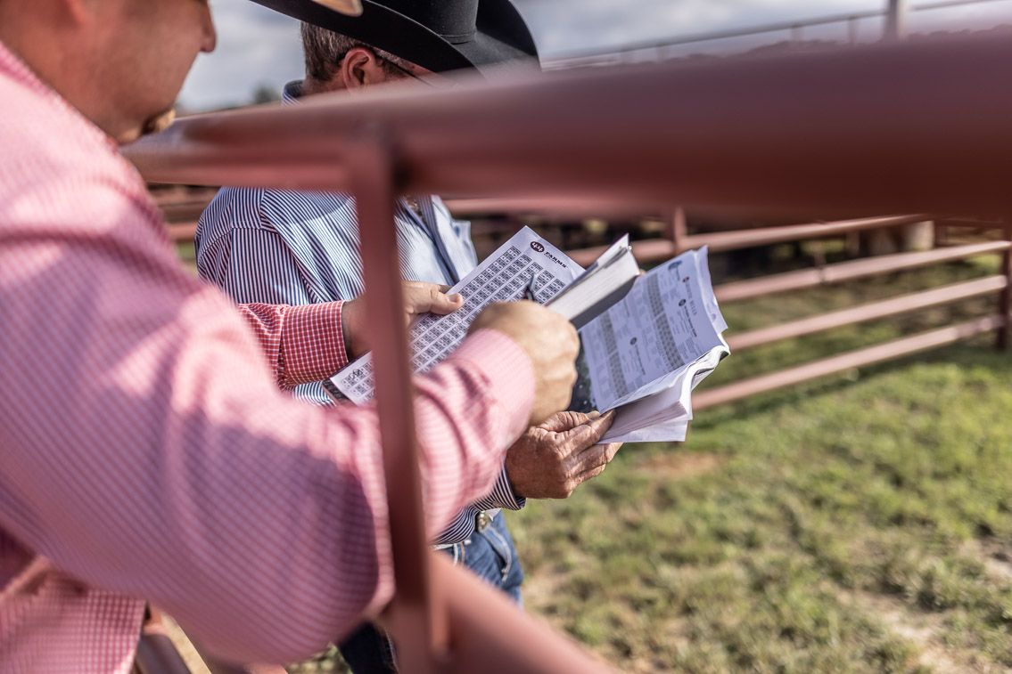 44Farms_Cameron_FallBullSale_Oct2021-525747