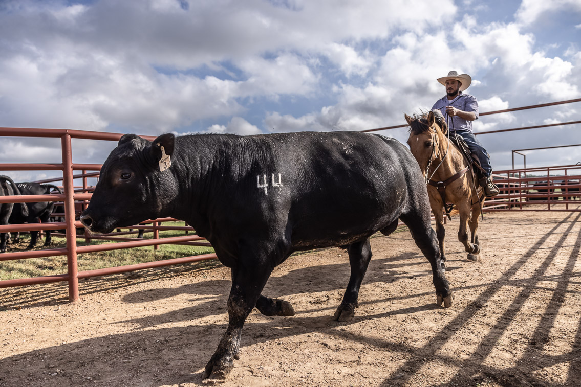 44Farms_Cameron_FallBullSale_Oct2021-525781
