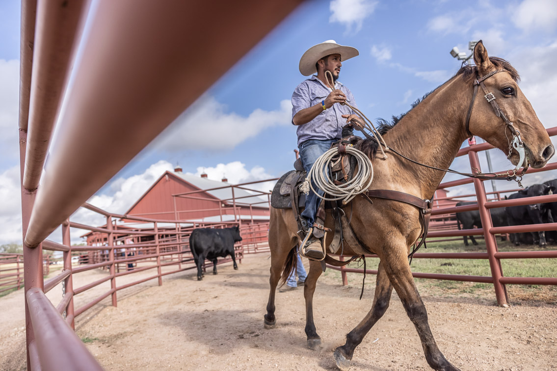 44Farms_Cameron_FallBullSale_Oct2021-525809