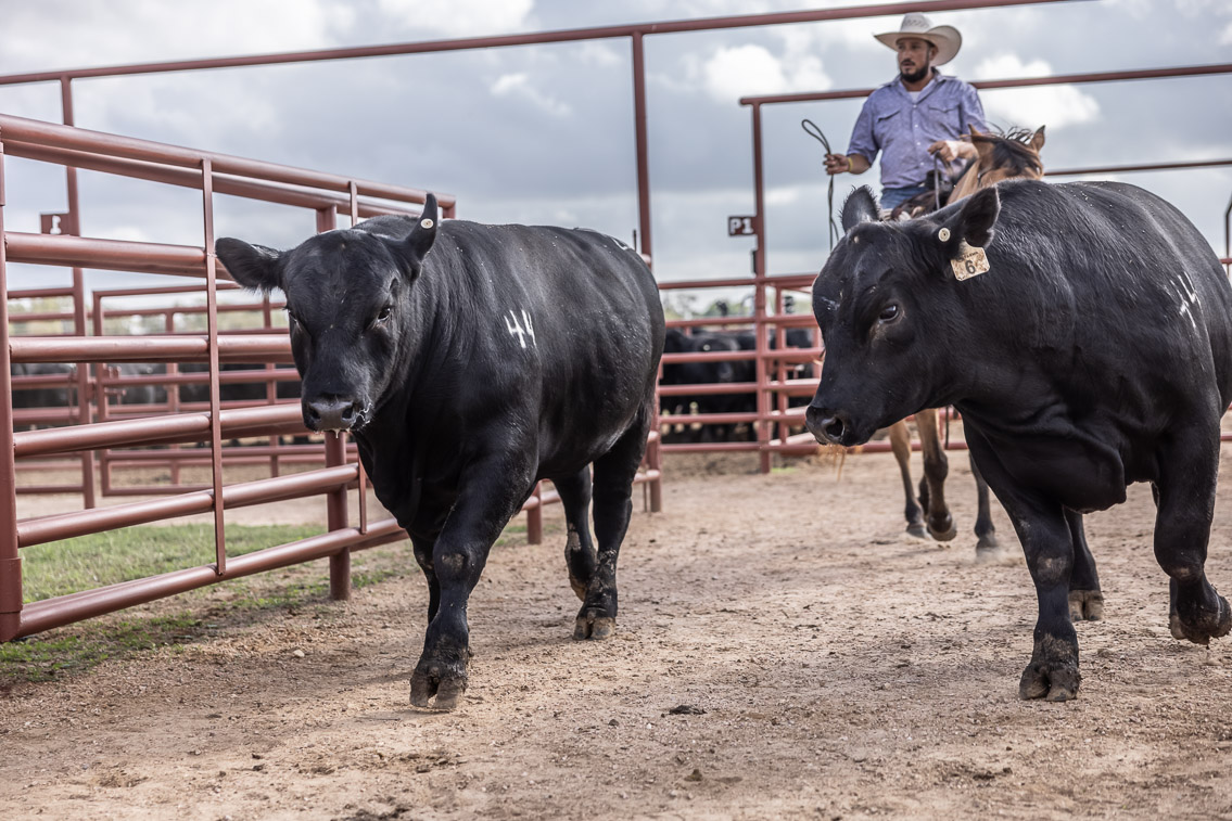 44Farms_Cameron_FallBullSale_Oct2021-525821