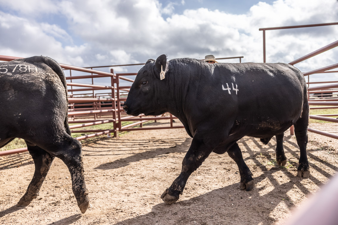 44Farms_Cameron_FallBullSale_Oct2021-525852