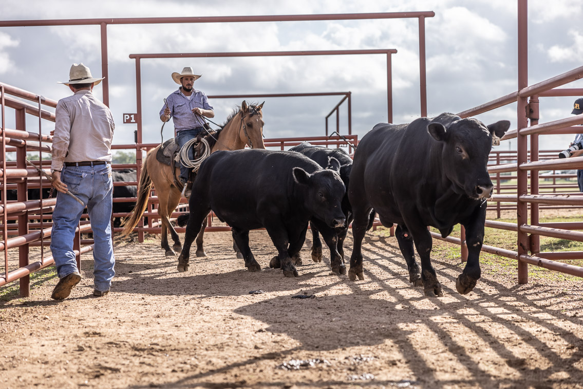 44Farms_Cameron_FallBullSale_Oct2021-525862