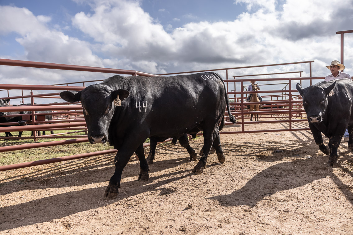 44Farms_Cameron_FallBullSale_Oct2021-525878