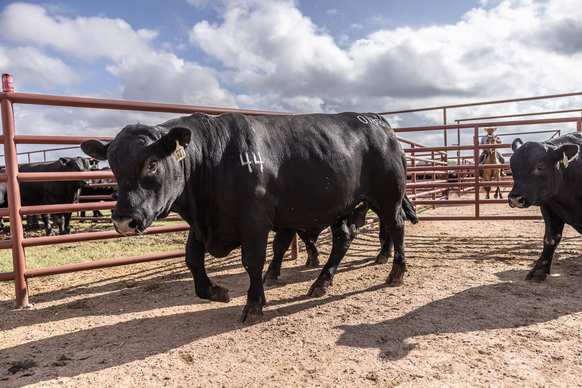 44Farms_Cameron_FallBullSale_Oct2021-525880