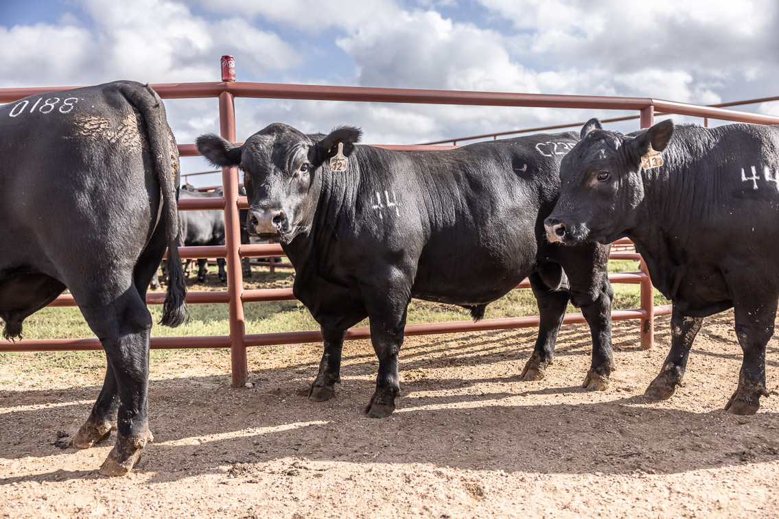 44Farms_Cameron_FallBullSale_Oct2021-525887