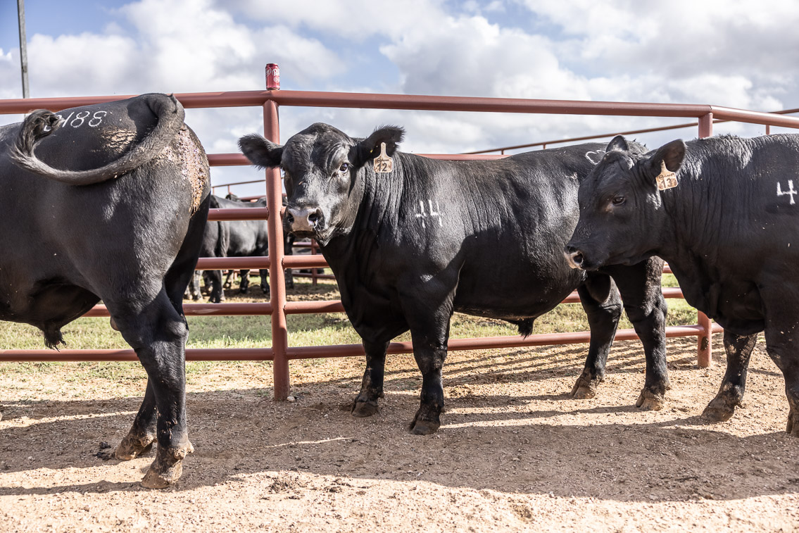 44Farms_Cameron_FallBullSale_Oct2021-525888
