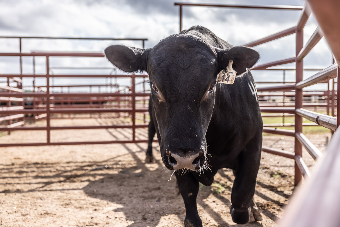 44Farms_Cameron_FallBullSale_Oct2021-525899