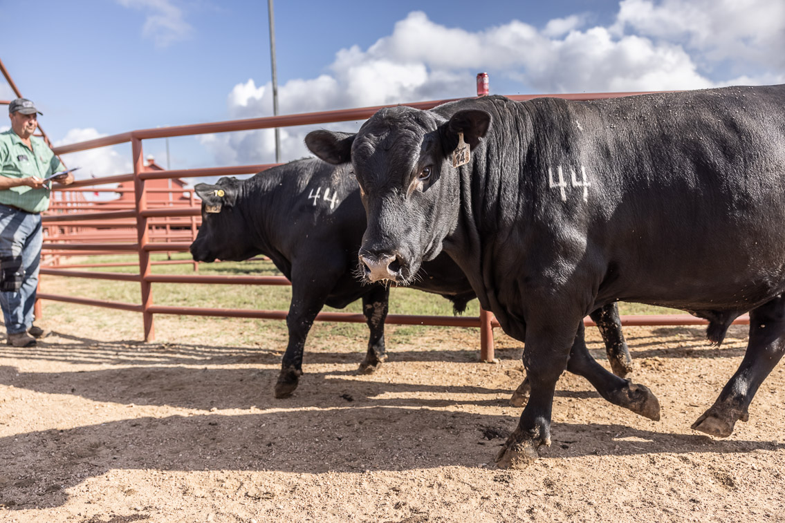 44Farms_Cameron_FallBullSale_Oct2021-525902