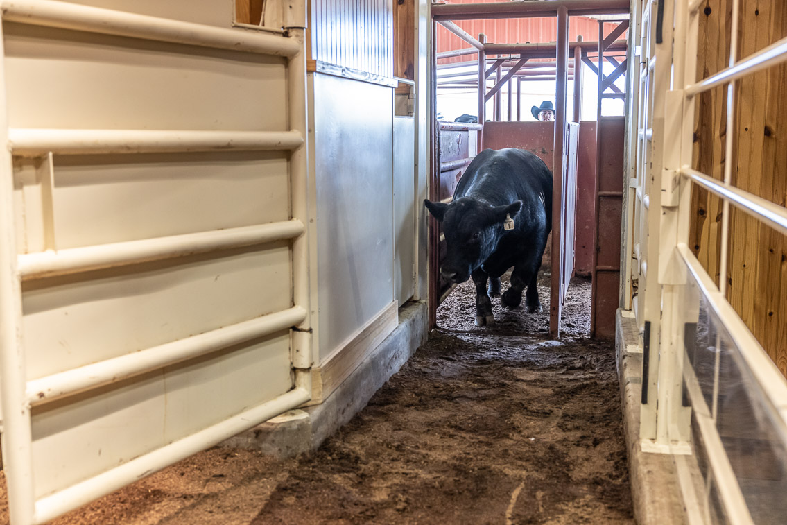 44Farms_Cameron_FallBullSale_Oct2021-525966