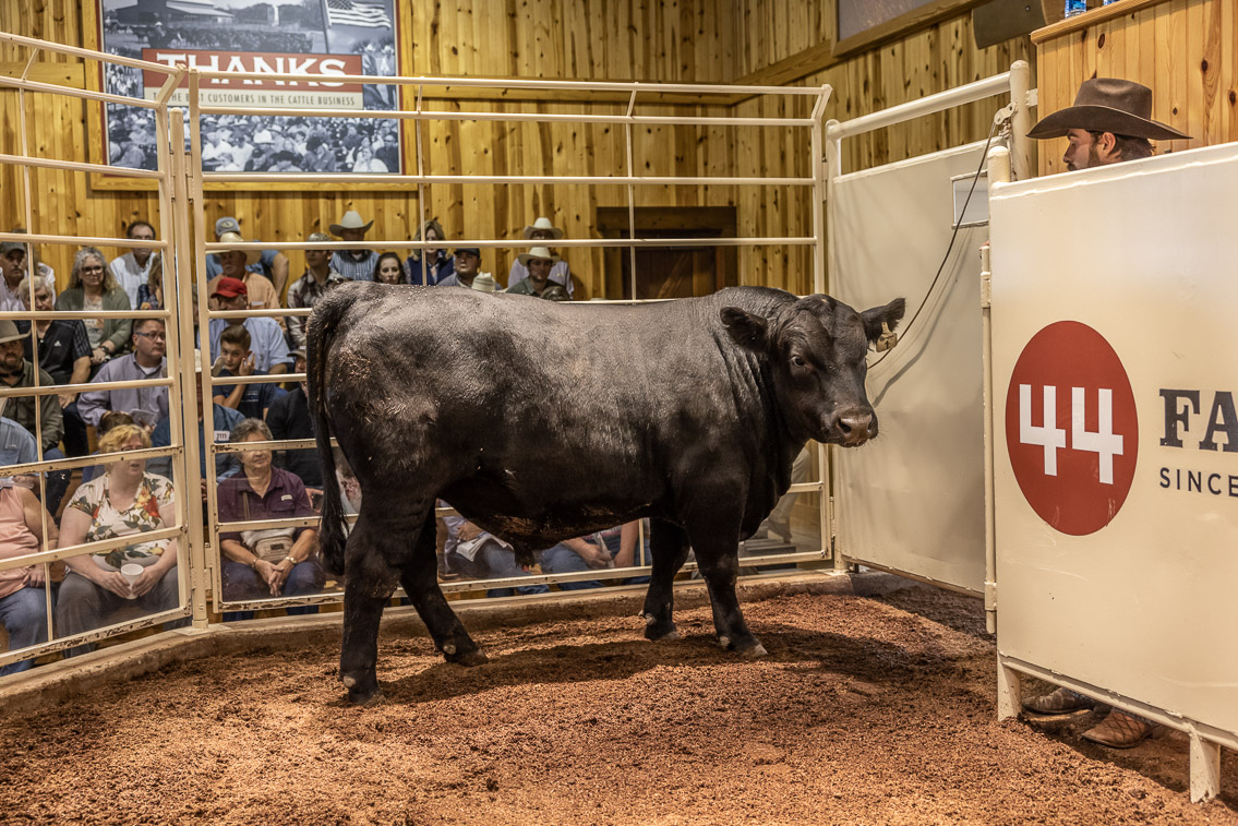 44Farms_Cameron_FallBullSale_Oct2021-525987