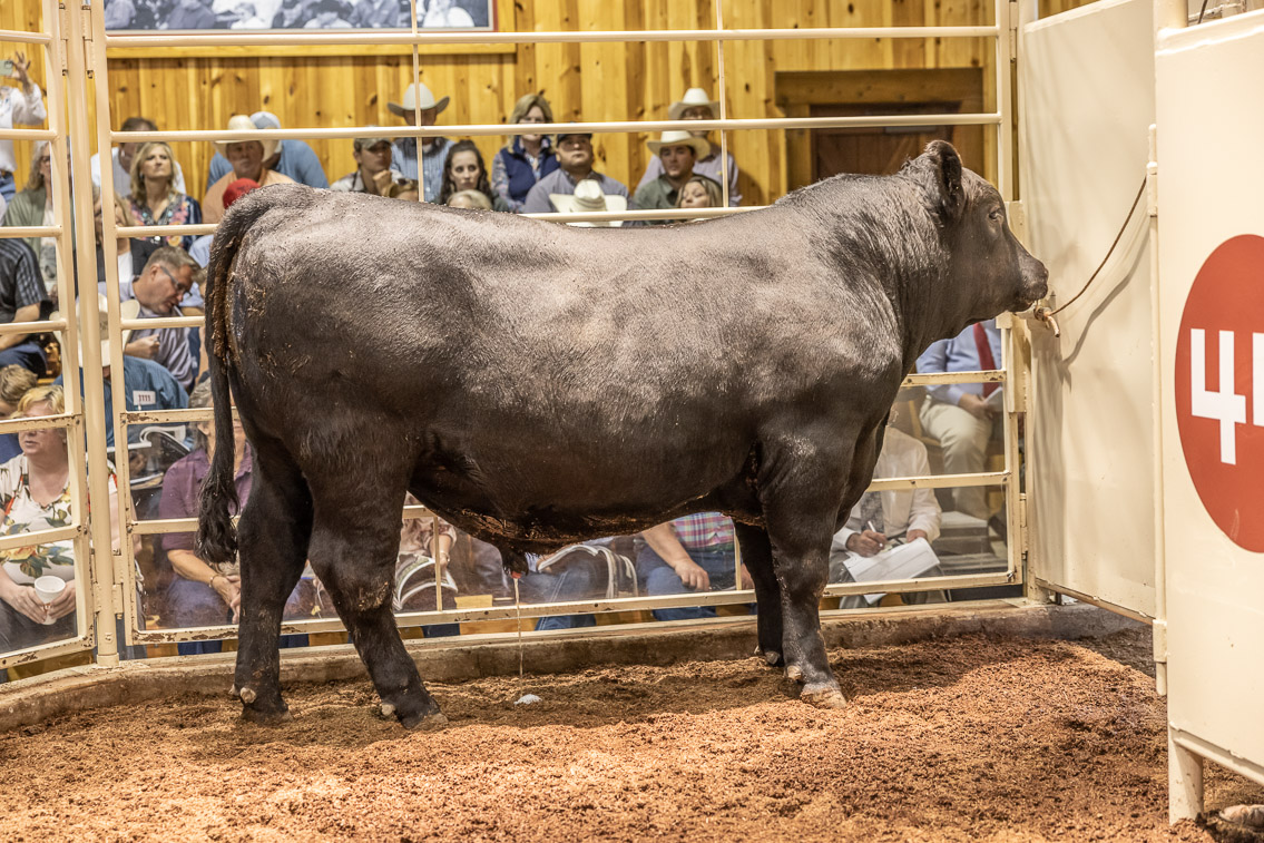 44Farms_Cameron_FallBullSale_Oct2021-526067