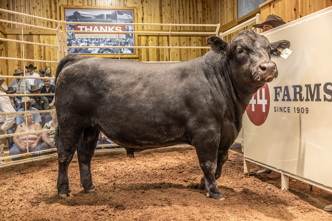 44Farms_Cameron_FallBullSale_Oct2021-526123