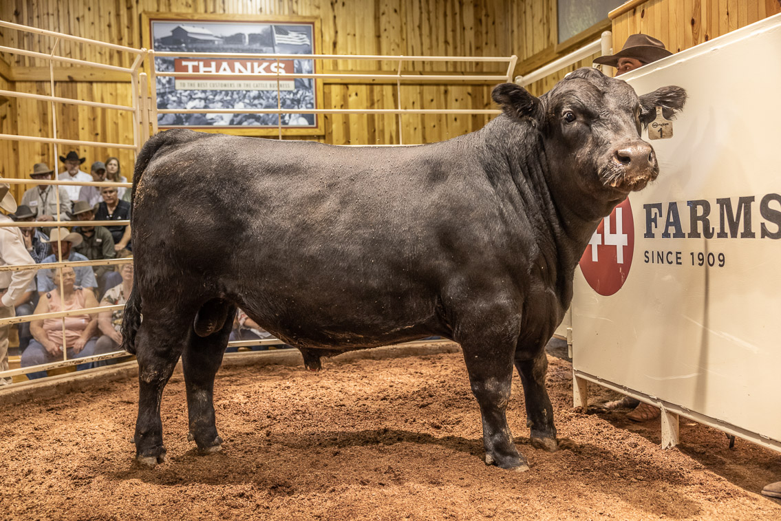 44Farms_Cameron_FallBullSale_Oct2021-526124