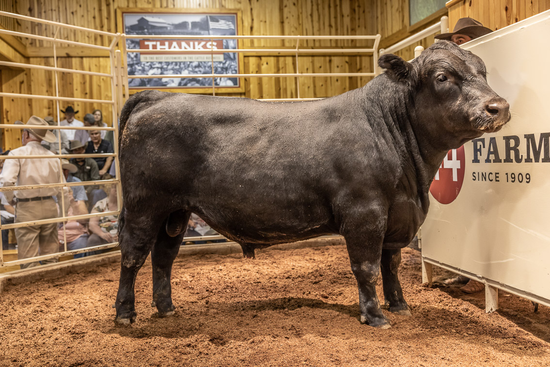 44Farms_Cameron_FallBullSale_Oct2021-526130