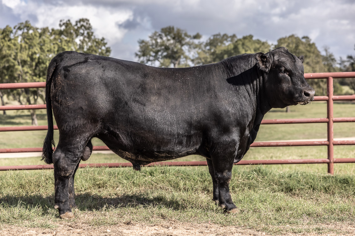 44Farms_Cameron_FallBullSale_Oct2021-526223