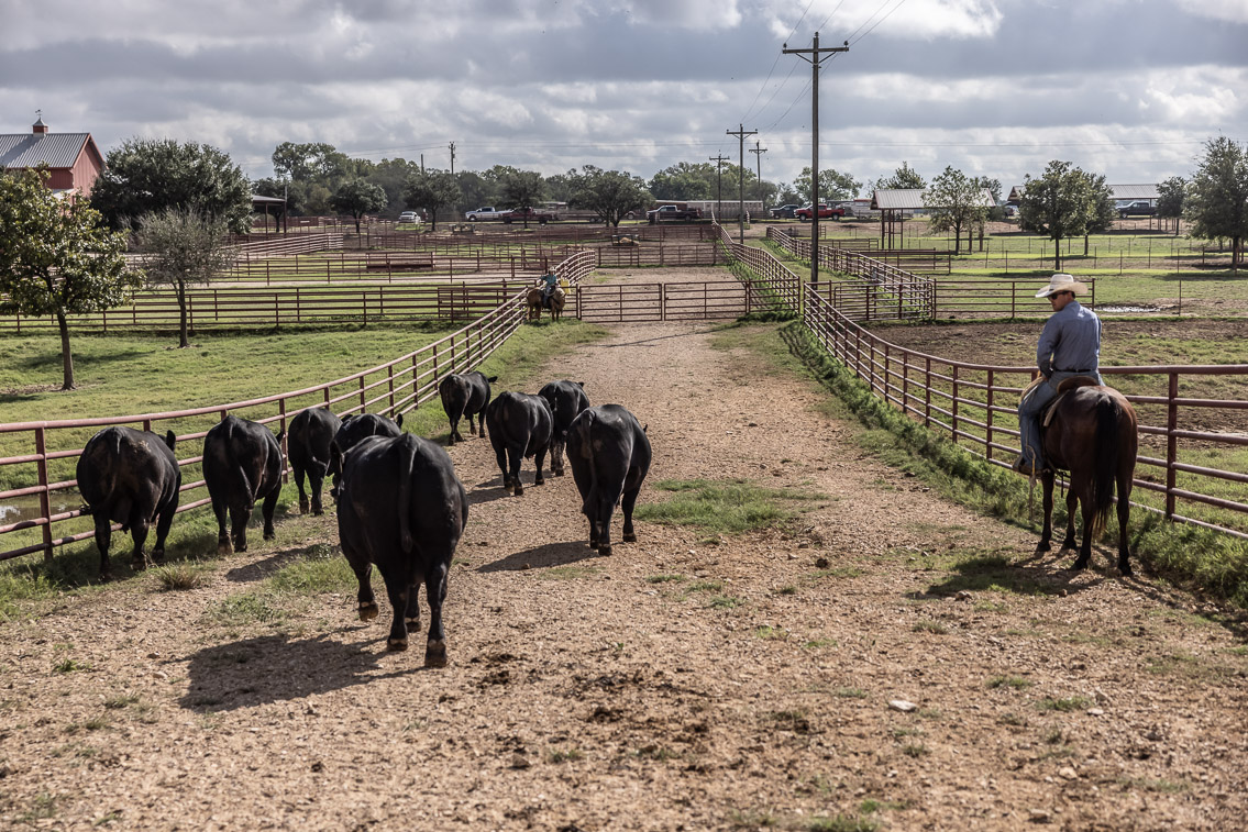 44Farms_Cameron_FallBullSale_Oct2021-526267