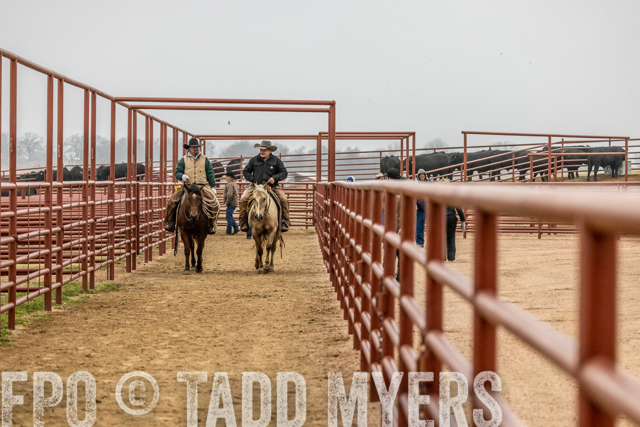44Farms_Cameron_SpringBullSale_Feb2022-521306