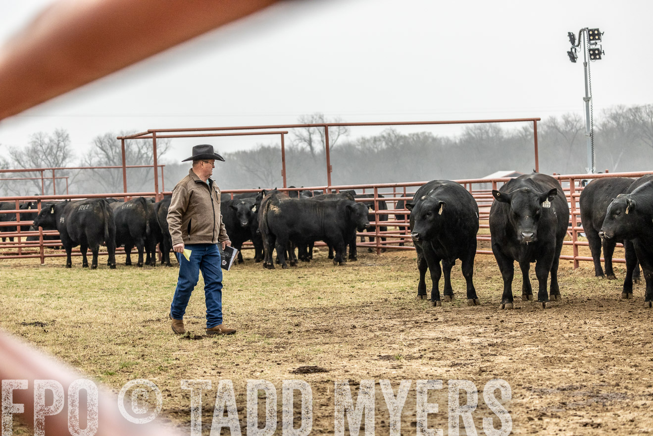 44Farms_Cameron_SpringBullSale_Feb2022-521343